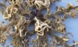 Câu được sinh vật 'ngoài hành tinh'