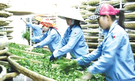 Chế biến chè tại TP Đà Lạt.