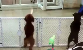 Chú chó khiêu vũ theo nhạc điệu nghệ