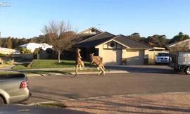 Hai con kangaroo “đấu quyền anh” trên phố