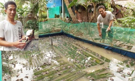 “Vua ếch” Nam Bộ