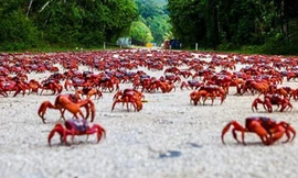 Cận cảnh cuộc di cư của 120 triệu con cua đỏ