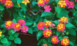 Thảo dược cho mũi xoang khi giao mùa - Hoa Ngũ Sắc