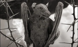 Những xác động vật hóa đá trong hồ tử thần