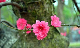 Công bố chính thức lịch nghỉ các ngày lễ, Tết năm 2015