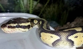 Tá hỏa phát hiện trăn trong bồn tắm