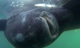 Bắt được cá mập nặng 565 kg bằng... cần câu