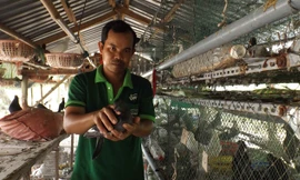 Nuôi bồ câu thu nhập hàng trăm triệu đồng