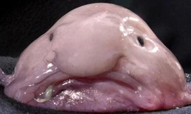 Những con vật xấu xí nhất hành tinh