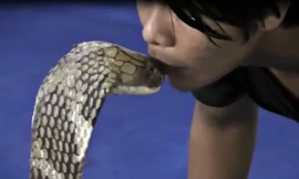 Bạt vía xem chàng trai hôn hổ mang chúa