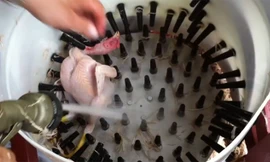 Ngỡ ngàng với máy vặt lông gà siêu nhanh