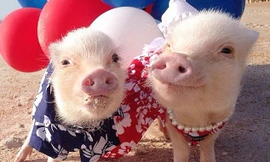 Lợn con thành ngôi sao mạng
