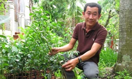 Mỗi năm trồng ổi, bán cây giống đem lại nguồn thu nhập khoảng tỷ đồng cho gia đình anh Khương