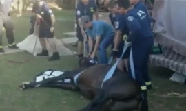 Giải cứu chú ngựa rơi xuống bể bơi