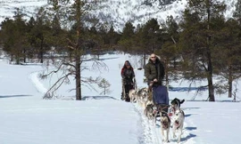 Du lịch bằng xe chó kéo ở Nauy, quốc gia luôn đứng Top đầu những nước đáng sống nhất và hạnh phúc nhất thế giới Nguồn. Ảnh: Beito Husky tour.