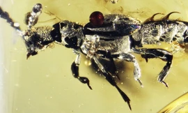 Phát hiện hóa thạch hổ phách của sinh vật kì lạ