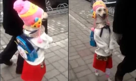 Clip chó cưng đeo ba lô, thong dong dạo phố bằng 2 chân