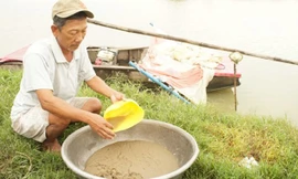 Thu hoạch trứng nước ở xã Mỹ Phú, huyện Châu Phú.