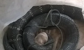 Người dân phủ nhận chuyện đòi rắn hổ mang chúa 'khủng' về... làm thịt