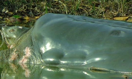 10h50 ngày 30/12, rùa hồ Gươm nổi ở khu vực bắc chân tháp Rùa, phía đền Ngọc Sơn.