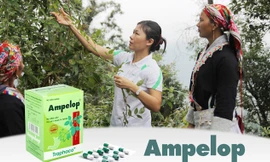 Thuốc điều trị bệnh dạ dày từ dược liệu quý chè dây