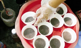 Kiết lị, giun sán, thương hàn đến từ... mắm tôm có dòi