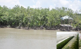 Biển nuốt nhiều ha rừng ngập ở mũi Cà Mau, tỉnh Cà Mau (ảnh lớn), ống cát dùng để chống sạt lở ở bãi Đồi Dương, Phan Thiết khi bị vỡ (ảnh nhỏ).