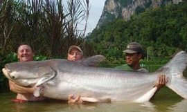 Dòng Mê Kông luôn hấp dẫn các tay câu từ khắp nơi trên thế giới vì có có nhiều cá "khổng lồ". Ảnh Sam.