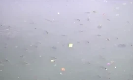 Cá kênh Nhiêu Lộc ngoi ngóp vì ô nhiễm