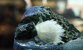 Bông hoa nở trong đá ở ngôi đền dát vàng nghìn tỷ