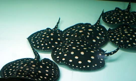 Sam cảnh có tên chính xác là cá đuối nước ngọt. Tuy nhiên, để tránh cái tên khơi gợi tới điều không may cho thú cưng và chủ nhân, cộng đồng chơi cá cảnh tại Việt Nam đặt tên loài này là sam. Cá sam được nuôi khá nhiều ở một số nước như Thái Lan, Malaysia,