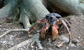 Cua dừa không chỉ là loài cua trên cạn lớn nhất, mà còn là động vật chân đốt sống trên cạn lớn nhất thế giới. Đây là nhóm các loài động vật không xương sống, có bộ xương ngoài, cơ thể chia đốt và những đốt phụ.