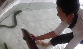 Bắt được cá chình 'khủng' trên sông Vàm Cỏ