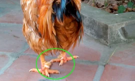 Gà 'Sơn Tinh' 9 cựa ở Hà Nội