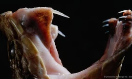 Thực hư về loài rắn khổng lồ ăn thịt người ở Indonesia