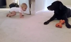 Khoảnh khắc cực yêu của em bé lần đầu biết bò