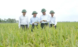 Đừng đưa tôi báo cáo nữa, hãy đưa giống lúa tốt hơn!