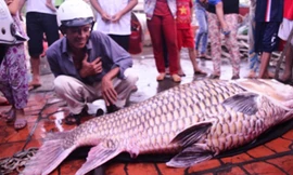 Con cá hô bán được hơn 162 triệu đồng.