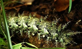 Cận cảnh loài sâu róm giết người bằng bộ lông tuyệt đẹp