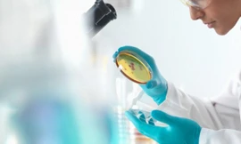 Nuôi cấy thành công “cậu nhỏ” trong phòng thí nghiệm