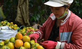 Không nên ăn quá nhiều hồng, đặc biệt là lúc đang đói. Ảnh: T.L.