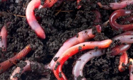 Ảnh minh họa. Nguồn: huffingtonpost.com.