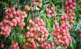 Đưa vải thiều Việt Nam vươn ra thế giới