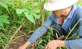 Dựng tóc gáy xem cao thủ thu phục mãng xà cực độc ở miền Tây