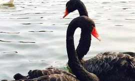 Thiên nga đen trên hồ Thiền Quang.