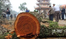 Lô gỗ sưa 'trăm tỷ' chưa thể tổ chức đấu giá lần 5