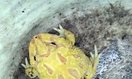 Dân Cần Thơ bắt được con vật 'ngoài hành tinh' đầu ếch, mình cóc