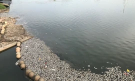 Cá chết trắng hồ Yên Sở do thay đổi thời tiết?