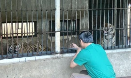 Tiêm vắc-xin cho hổ - công việc không dành cho người yếu tim