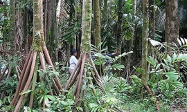 Những cây cọ có phần rễ đặc biệt trong những cánh rừng thuộc khu Dự trữ sinh quyển Sumaco Unesco. 